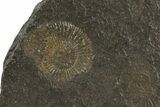 Dactylioceras Ammonite Cluster - Posidonia Shale, Germany #79301-1